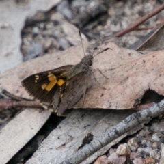 Trapezites phigalioides (Montane Ochre) at Tharwa, ACT - 11 Nov 2018 by SWishart