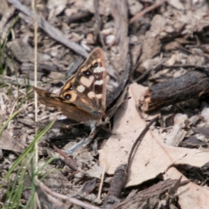 Argynnina cyrila at Tharwa, ACT - 11 Nov 2018 01:49 PM