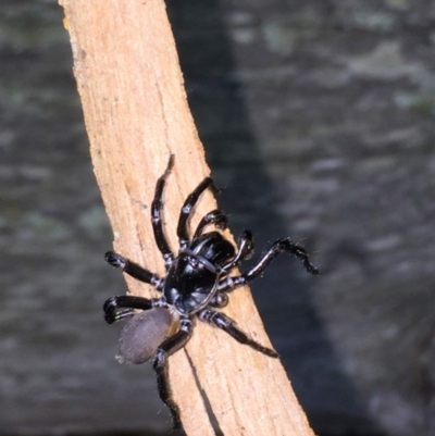 Hadronyche nimoola (A funnel-web spider) at Kalaru, NSW - 9 Nov 2018 by SteveMills