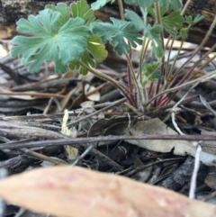 Geranium (genus) (Geranium) at Hughes, ACT - 11 Nov 2018 by KL