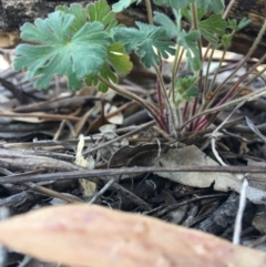 Geranium sp. (Geranium) at Federal Golf Course - 11 Nov 2018 by KL