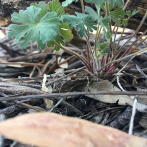 Geranium sp. at Hughes, ACT - 11 Nov 2018 03:03 PM