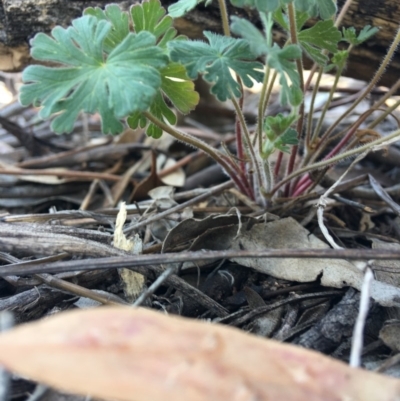 Geranium (genus) (Geranium) at Hughes, ACT - 11 Nov 2018 by KL