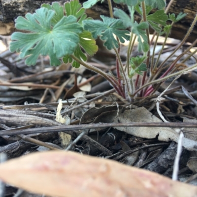 Geranium sp. (Geranium) at Hughes, ACT - 11 Nov 2018 by KL