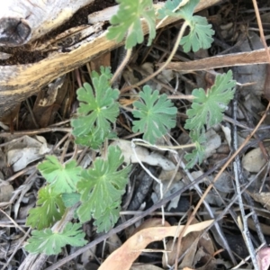 Geranium sp. at Hughes, ACT - 11 Nov 2018 03:03 PM