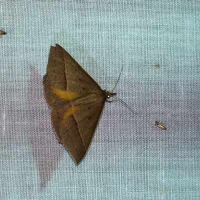 Epidesmia chilonaria (Golden-winged Epidesmia) at Bournda National Park - 9 Nov 2018 by SteveMills