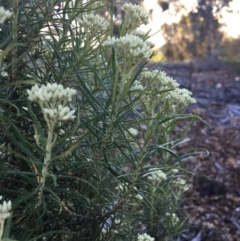 Cassinia aculeata subsp. aculeata (Dolly Bush, Common Cassinia, Dogwood) at Red Hill to Yarralumla Creek - 10 Nov 2018 by KL
