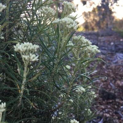 Cassinia aculeata subsp. aculeata (Dolly Bush, Common Cassinia, Dogwood) at Hughes Grassy Woodland - 10 Nov 2018 by KL