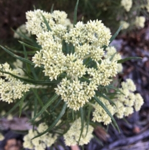 Cassinia aculeata subsp. aculeata at Hughes, ACT - 10 Nov 2018 06:23 PM