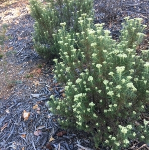 Cassinia aculeata subsp. aculeata at Hughes, ACT - 10 Nov 2018