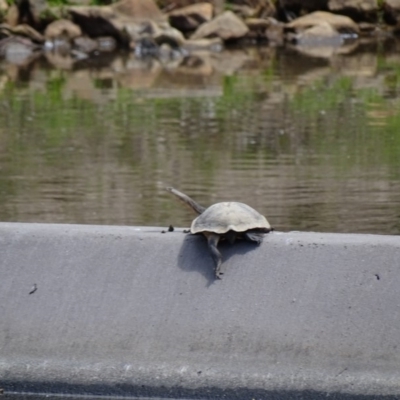 Chelodina longicollis (Eastern Long-necked Turtle) at Paddys River, ACT - 11 Nov 2018 by AaronClausen