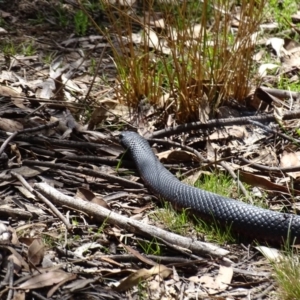 Pseudechis porphyriacus at Paddys River, ACT - 11 Nov 2018 02:59 PM