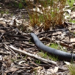 Pseudechis porphyriacus (Red-bellied Black Snake) at Paddys River, ACT - 11 Nov 2018 by AaronClausen