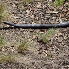 Pseudechis porphyriacus at Paddys River, ACT - 11 Nov 2018 02:59 PM