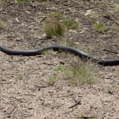 Pseudechis porphyriacus at Paddys River, ACT - 11 Nov 2018 02:59 PM