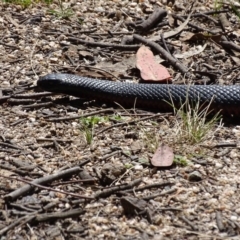 Pseudechis porphyriacus at Paddys River, ACT - 11 Nov 2018 02:59 PM