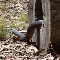 Pseudechis porphyriacus at Paddys River, ACT - 11 Nov 2018 02:59 PM