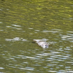 Ornithorhynchus anatinus (Platypus) at Paddys River, ACT - 11 Nov 2018 by AaronClausen