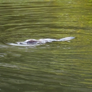 Ornithorhynchus anatinus at Paddys River, ACT - 11 Nov 2018