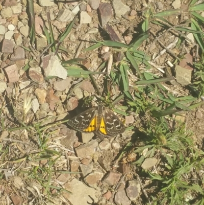 Synemon plana (Golden Sun Moth) at Bonner, ACT - 11 Nov 2018 by Griffr