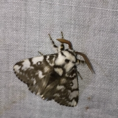 Porela vitulina (Banded Porela) at Kalaru, NSW - 9 Nov 2018 by Steve Mills