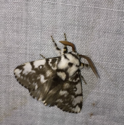 Porela vitulina (Banded Porela) at Bournda Environment Education Centre - 9 Nov 2018 by Steve Mills