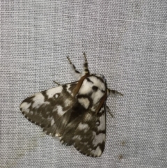 Porela vitulina at Bournda National Park - 9 Nov 2018