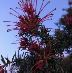 Grevillea sp. (Grevillea) at Cooleman Ridge - 10 Nov 2018 by Nat