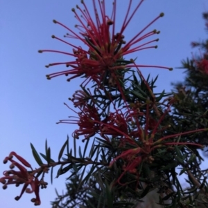 Grevillea sp. at Chapman, ACT - 10 Nov 2018