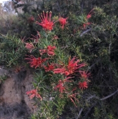 Grevillea sp. at Chapman, ACT - 10 Nov 2018