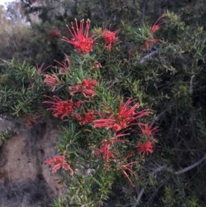 Grevillea sp. at Chapman, ACT - 10 Nov 2018