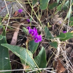 Hardenbergia violacea (False Sarsaparilla) at Cooleman Ridge - 10 Nov 2018 by Nat