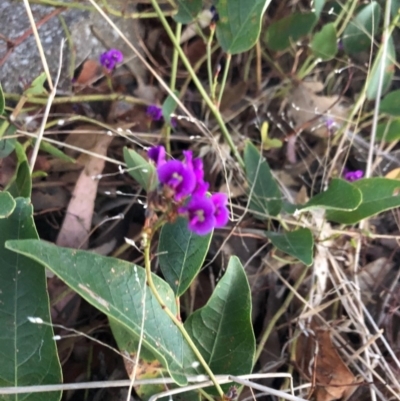 Hardenbergia violacea (False Sarsaparilla) at Cooleman Ridge - 10 Nov 2018 by Nat