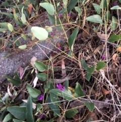 Hardenbergia violacea at Chapman, ACT - 10 Nov 2018