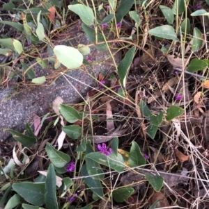 Hardenbergia violacea at Chapman, ACT - 10 Nov 2018