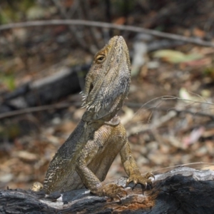 Pogona barbata at Hackett, ACT - suppressed