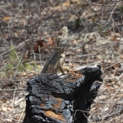 Pogona barbata at Hackett, ACT - 18 Oct 2018