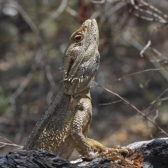 Pogona barbata at Hackett, ACT - suppressed