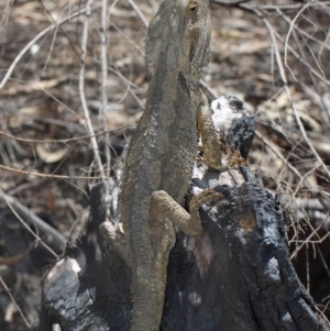 Pogona barbata at Hackett, ACT - 18 Oct 2018