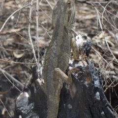 Pogona barbata at Hackett, ACT - 18 Oct 2018