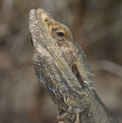 Pogona barbata at Hackett, ACT - 18 Oct 2018