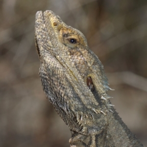 Pogona barbata at Hackett, ACT - suppressed