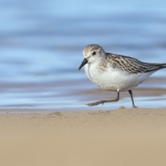 Calidris ruficollis (Red-necked Stint) at Tathra, NSW - 10 Nov 2018 by Leo