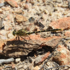 Austrogomphus guerini (Yellow-striped Hunter) at Namadgi National Park - 10 Nov 2018 by MatthewFrawley