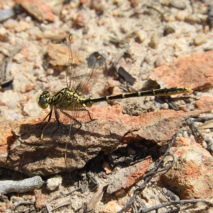 Austrogomphus guerini at Tennent, ACT - 10 Nov 2018 11:02 AM