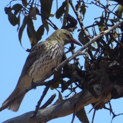 Oriolus sagittatus (Olive-backed Oriole) at Hughes, ACT - 11 Nov 2018 by JackyF