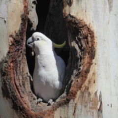 Cacatua galerita (Sulphur-crested Cockatoo) at Hughes, ACT - 11 Nov 2018 by JackyF