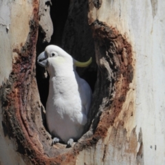 Cacatua galerita (Sulphur-crested Cockatoo) at Red Hill to Yarralumla Creek - 10 Nov 2018 by JackyF