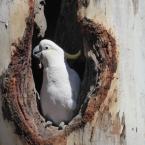 Cacatua galerita at Hughes, ACT - 11 Nov 2018