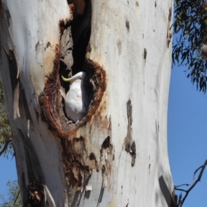 Cacatua galerita at Hughes, ACT - 11 Nov 2018